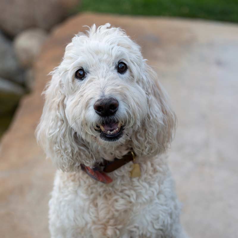 Step-Stone-Counseling-mental-health-counselor-Charlie-face