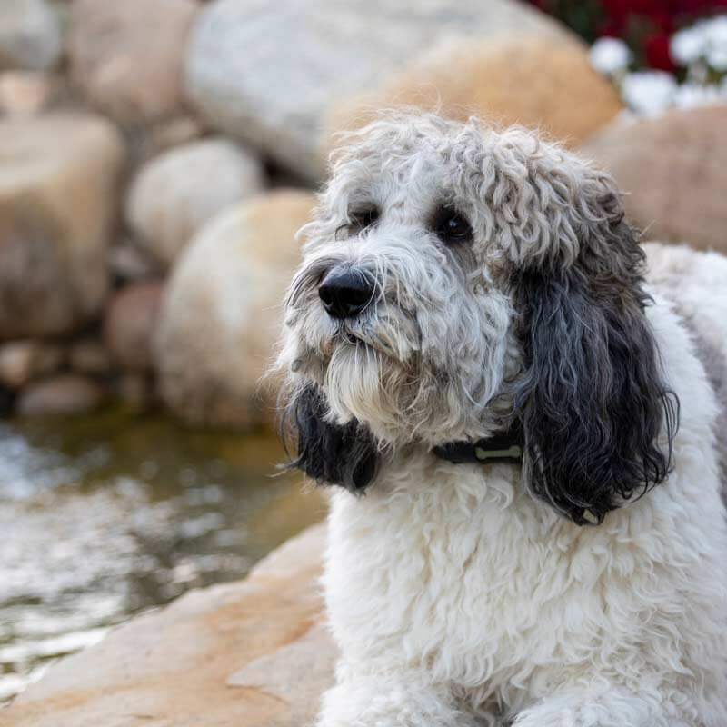 Step-Stone-Counseling-mental-health-counselor-Conway-face